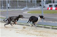 Greyhound_Race_Track_Prague_Greyhound_Park_Motol_IMG_1221.JPG