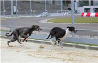 Greyhound_Race_Track_Prague_Greyhound_Park_Motol_IMG_1221.JPG