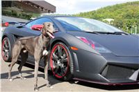 Greyhound_Gucci_Gallardo_Grondolak_Czech_racing_IMG_1805.JPG