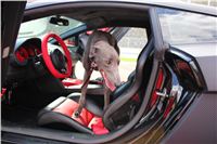 Greyhound_Gucci_Gallardo_Grondolak_Czech_racing_IMG_1897.JPG