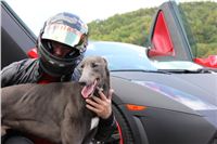 Greyhound_Gucci_Gallardo_Grondolak_Czech_racing_IMG_1944.jpg