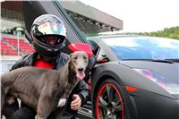 Greyhound_GUCCI_Lamborghini_Gallardo_Czech_Greyhound_Racing_Federation.JPG