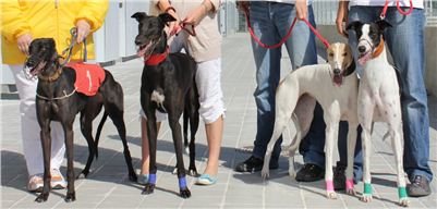 CASSANDRA_GABBANA_LOUIS_DOLCE_Greyhound_Motol_IMG_1261.JPG