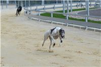 CHANEL_Gallardo_Greyhound_Park_Motol_Racing_DSC_2397.JPG