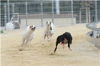 DIOR_Gallardo_Greyhound_Park_Motol_Racing_DSC_2464.JPG