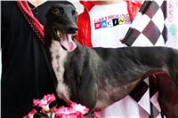 DIOR_Gallardo_Greyhound_Park_Motol_Racing_IMG_1562.jpg