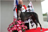 DIOR_Gallardo_Greyhound_Park_Motol_Racing_IMG_1584.JPG