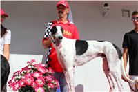 Dolce_Gallardo_Greyhound_Park_Motol_Racing_IMG_1285.JPG