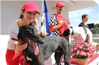 GABBANA_Gallardo_Greyhound_Park_Motol_Racing_IMG_1294.JPG