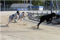 Gucci_Gallardo_Greyhound_Park_Motol_IMG_1273.JPG