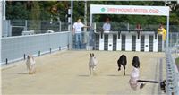 Gucci_Gallardo_Greyhound_Park_Motol_Racing_DSC_2286.jpg