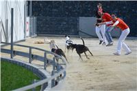 Gucci_Gallardo_Greyhound_Park_Motol_Racing_DSC_2318.JPG