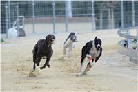 Gucci_Gallardo_Greyhound_Park_Motol_Racing_DSC_2391.JPG