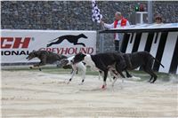 Gucci_Gallardo_Greyhound_Park_Motol_Racing_IMG_1363.JPG