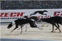 Gucci_Gallardo_Greyhound_Park_Motol_Racing_IMG_1364.JPG