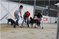 Gucci_Gallardo_Greyhound_Park_Motol_Racing_IMG_1374.JPG