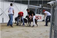 Gucci_Gallardo_Greyhound_Park_Motol_Racing_IMG_1375.JPG