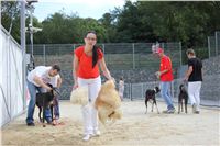 Gucci_Gallardo_Greyhound_Park_Motol_Racing_IMG_1382.JPG