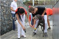 Gucci_Gallardo_Greyhound_Park_Motol_Racing_IMG_1387.JPG