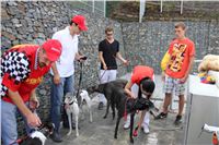 Gucci_Gallardo_Greyhound_Park_Motol_Racing_IMG_1392.JPG