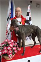 Gucci_Gallardo_Greyhound_Park_Motol_Racing_IMG_1412.JPG