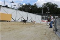 Gucci_Gallardo_Greyhound_Park_Motol_Racing_IMG_1481.JPG