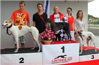 Gucci_Gallardo_Greyhound_Park_Motol_Racing_IMG_1543.JPG