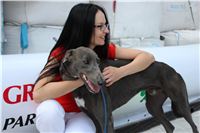 Gucci_Gallardo_Greyhound_Park_Motol_Racing_IMG_1715.JPG