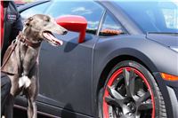 Gucci_Gallardo_Greyhound_Park_Motol_Racing_IMG_1838.jpg