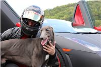 Greyhound Lamborghini Gallardo a Greyhound Big Daddy GUCCI