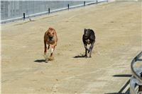 Moet_Kewell_Gallardo_Greyhound_Park_Motol_Racing_DSC_2350.JPG