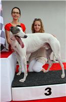 White_Gallardo_Greyhound_Park_Motol_Racing_IMG_1557.JPG