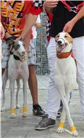 White_Louis_Gallardo_Greyhound_Park_Motol_Racing_IMG_1461_v.JPG