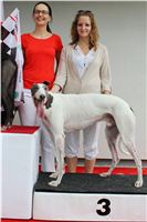 White_senior_Gallardo_Greyhound_Park_Motol_Racing_IMG_1538.JPG