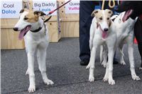 Australian_Greyhound_Puppy_LOUIS_VUITTON_Czech_Greyhound_Racing_Federation.jpg