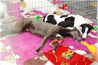 Australian_Puppy_in_Greyhound Schooling_Academy_Czech_Greyhound_Racing_Federation.JPG