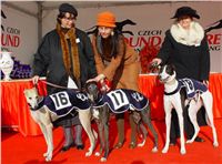 Dostihy_chrtů_Czech_Greyhound_Racing_Federation_DSC00744.JPG