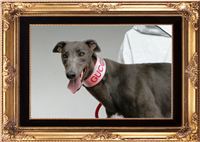 GUCCI_Greyhound_Park_Motol_CGDF_NQ1M0188-U.JPG