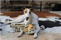 Greyhound_LOUIS_Czech_Greyhound_Racing_Federation_IMG_2181.JPG