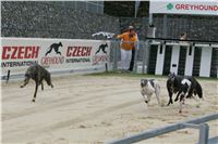 Greyhound_racing_GP_Motol_Prague_CGDF_NQ1M0107.jpg