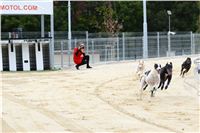 Greyhound_racing_GP_Motol_Prague_CGDF_DSC_2930.JPG