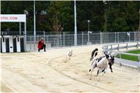 Greyhound_racing_GP_Motol_Prague_CGDF_DSC_2932.JPG