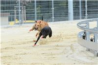 Greyhound_racing_GP_Motol_Prague_CGDF_DSC_2970.JPG