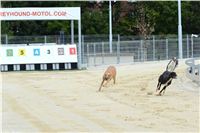 Greyhound_racing_GP_Motol_Prague_CGDF_DSC_2972.JPG