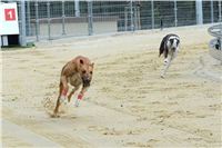 Greyhound_racing_GP_Motol_Prague_CGDF_DSC_2975.JPG