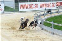 Greyhound_racing_GP_Motol_Prague_CGDF_DSC_3006.JPG