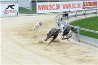 Greyhound_racing_GP_Motol_Prague_CGDF_DSC_3007.JPG