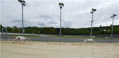 Greyhound_racing_GP_Motol_Prague_CGDF_DSC_3063.JPG