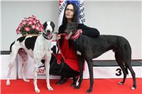 Greyhound_racing_GP_Motol_Prague_CGDF_IMG_2338.JPG