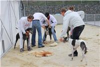 Greyhound_racing_GP_Motol_Prague_CGDF_IMG_2398.JPG